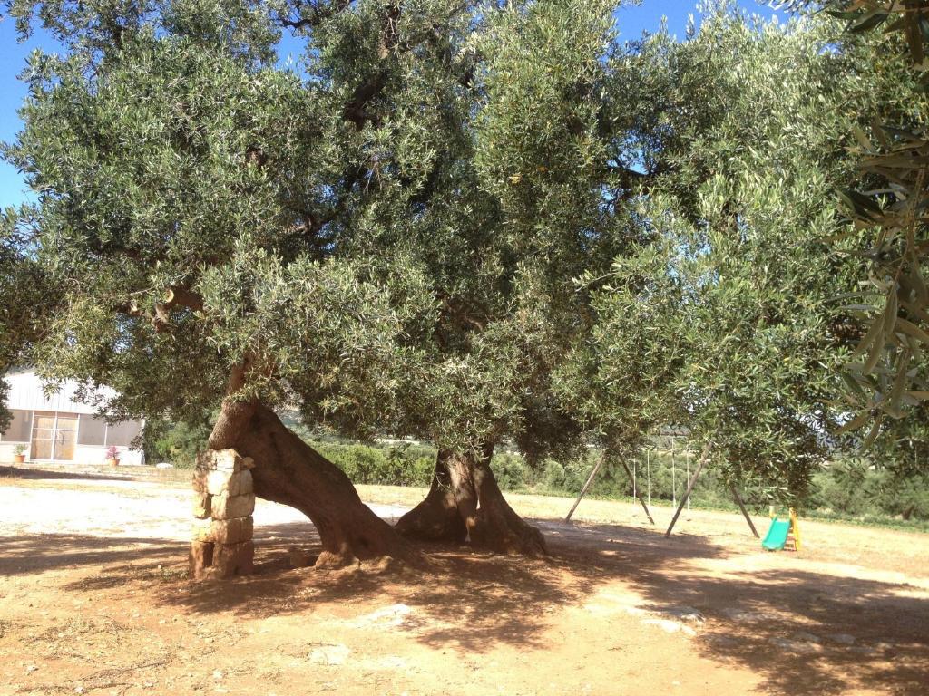 Masseria Casamassima Agriturismo Остуни Экстерьер фото